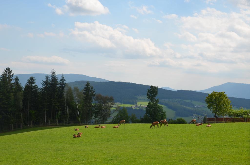 Wildwiesenhof Miesenbach  Exteriör bild