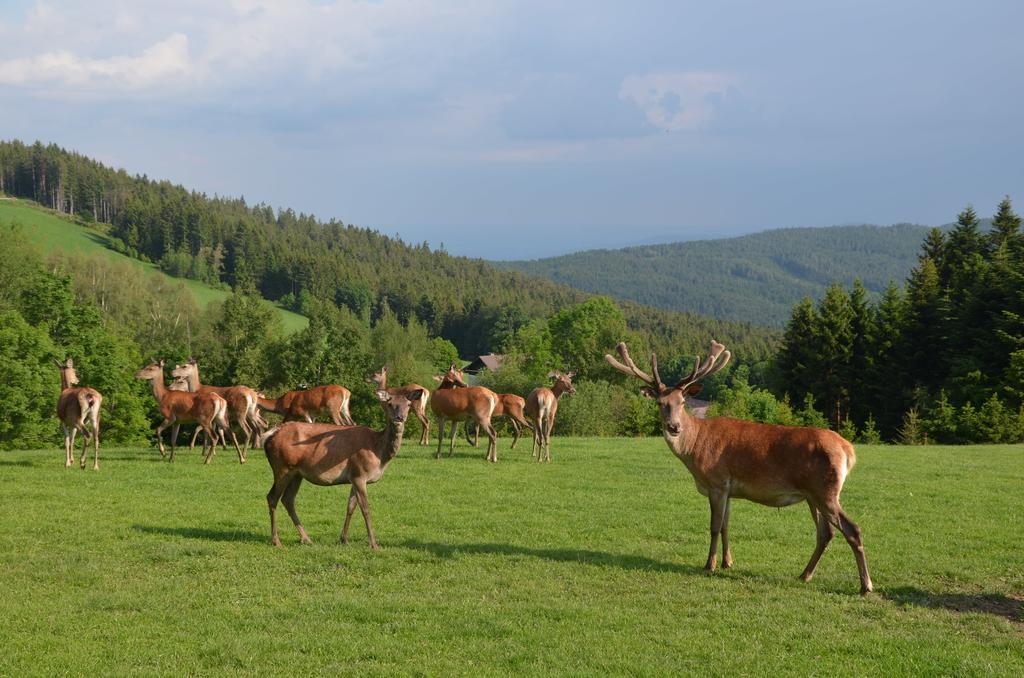 Wildwiesenhof Miesenbach  Exteriör bild