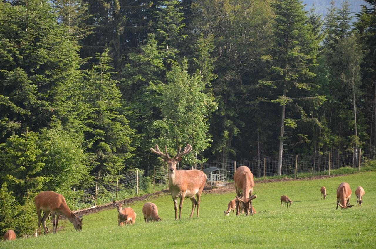 Wildwiesenhof Miesenbach  Exteriör bild